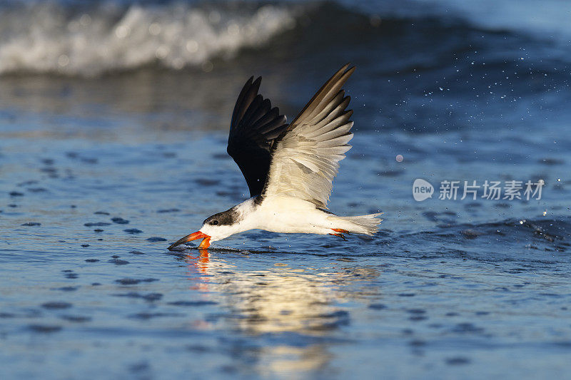 黑Skimmer, rynchops niger，在飞行中进食